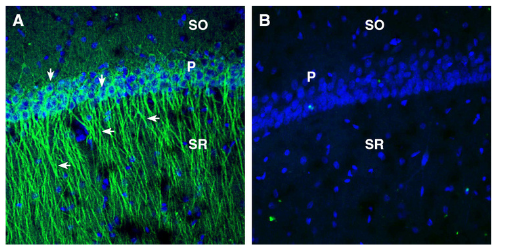 AER-019 Anti-EphA2 (extracellular) Antibody