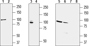 AGP-065 Guinea pig Anti-KCNQ2 Antibody