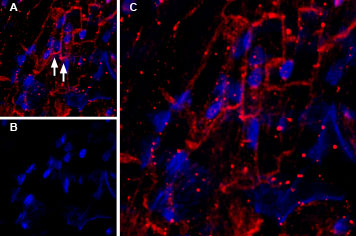 AGP-050 Guinea pig Anti-KCNQ1 Antibody