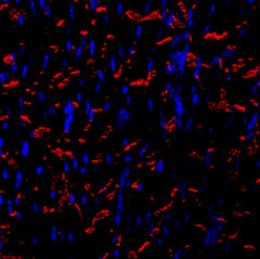 ANR-082-AR Anti-N-Cadherin-ATTO Fluor-594 Antibody