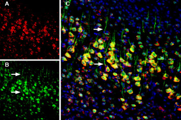 ACS-009-AR  Anti-Calnexin-ATTO Fluor-594 Antibody