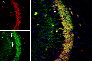 AIP-011-AG Anti-Presenilin-1-ATTO Fluor-488 Antibody