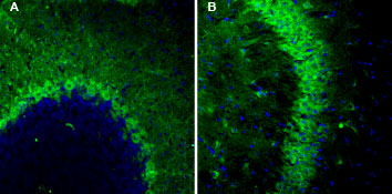 ATR-006-AG Anti-TSH Receptor (TSHR) (extracellular)-ATTO Flu