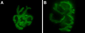 B-100-AG α-Bungarotoxin-ATTO Fluor-488