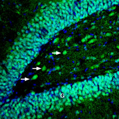 AER-024 Anti-EphB4 (extracellular) Antibody