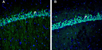 AER-013 Anti-EphA3 (extracellular) Antibody