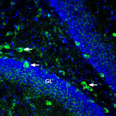 AER-035 Anti-Ephrin-A5 (extracellular) Antibody