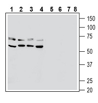 AGR-042-F Anti-GPR68 (OGR1) (extracellular)-FITC Antibody