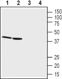 AGR-042 Anti-GPR68 (OGR1) (extracellular) Antibody