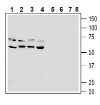 I-700 Ionomycin calcium salt