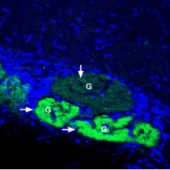 AGT-024 Anti-GLUT4 Antibody