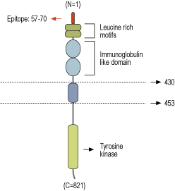 ANT-019-F Anti-TrkB (extracellular)-FITC Antibody