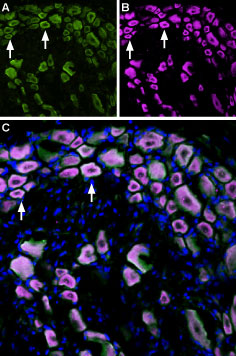 ANT-018-FR Anti-TrkA (extracellular)-ATTO Fluor-633