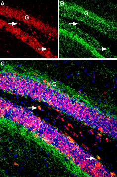 AGP-031 Guinea pig Anti-proNGF Antibody