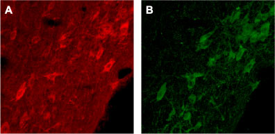 ANT-007 Anti-p75 NGF Receptor (extracellular) Antib